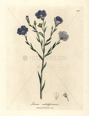 Blue flowered flax  Linum usitatissimum
