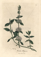 Lilac flowered pennyroyal mint  Mentha pulegium