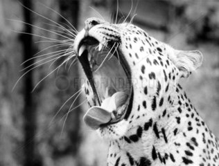 Leopard reisst Maul auf