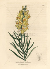 Yellow flowered snapdragon  Antirrhinum linaria