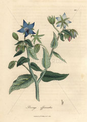 Blue flowered borage  Borago officinalis