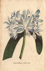 Blue lily or Agapanthus umbellatus africanus