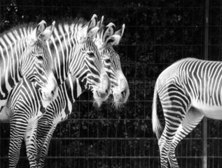 3 Zebras Koepfe schauen auf das Hinterteil