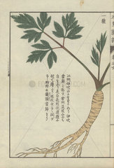 Yellow root  stem and green leaves of lovage. Ligusticum ibukiense. Ibukitouki.