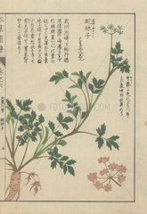 Roots  stems  leaves and tiny florets of Japanese snowparsley. Cnidium japonicum. Jashouji