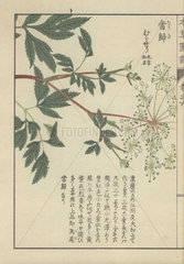 Licorice-root plant (lovage). Ligusticum acutilobum. Touki.