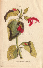 Shining-leaved sage  Salvia formosa