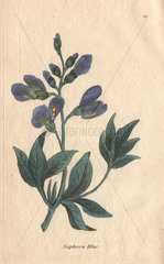Blue sophora  Sophora australis
