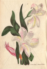 Snow-white cornflag  Gladiolus blandus (var. B)