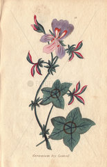 Ivy-leaved geranium  Geranium pettatum