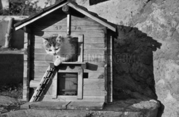 Katze in Minihaus