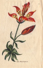 Philadelphian lily  Lilium philadelphicum