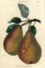 Ripe fruit and leaves of Brown Beurre Pear  Pyrus communis