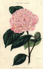 Pink and yellow flowered camellia  Camellia japonica var. Shepardiana