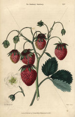 Ripe fruit and flower of the Roseberry Strawberry  Fragaria ue ananassa