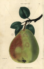 Ripe fruit and leaves of Gansel's Bergamot pear  Pyrus communis