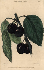 Ripe fruit and leaves of the Black Tartarian Cherry  Prunus species