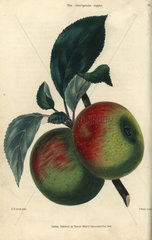 Fruit and leaves of the Courtpendu apple  Malus domestica