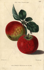 Red ripe fruit and leaves of Kirke's Scarlet Nonpareil Apple  Malus domestica