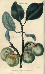 Fruit and leaves of the greengage plum  Prunus domestica italica