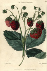 Ripe red fruit and leaves of the Downton Strawberry  Fragaria x ananassa