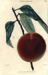 Ripe fruit and leaves of the Bellegarde or Galande Peach  Prunus persica