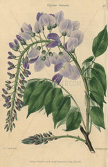 Pale blue and lilac flowered Chinese Glycine  Glycine sinensis