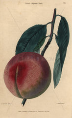 Fruit and leaves of the French Mignonne peach  Prunus persica