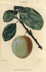 Ripe fruit and leaves of the Washington plum  Prunus species