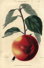 Fruit and leaves of the Red Astracan apple  Malus domestica