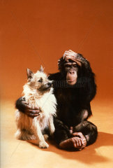 Schimpanse umarmt Hund