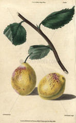 Ripe fruit and leaves of Coe's Golden Drop Plum  Prunus species