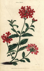 Scarlet flowered vervain  Verbena melindris