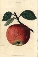 Ripe fruit and leaves of the Nonsuch apple  Malus domestica