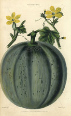 Fruit and yellow flowers of the Green-fleshed cantaloupe melon