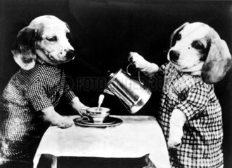 Zwei verkleidete Hunde am Tisch