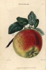 Ripe scarlet fruit and leaves of Kirke's Lord Nelson apple  Malus domestica