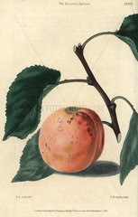 Ripe fruit and leaves of the Moorpark Apricot  Prunus armeniaca