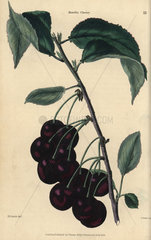 Fruit and leaves of the Morello cherry  Prunus cerasus