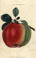Fruit and leaves of Kirke's scarlet admirable apple  Malus domestica
