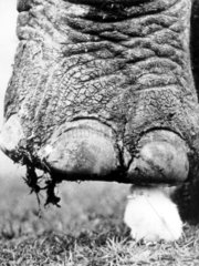 Elefantenfuss tritt auf Kueken