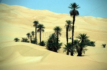 Palmen in Sandduenen