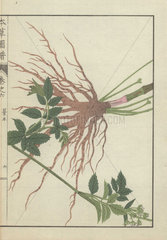 Japanese wild carrot  Nothosmyrnium japonicum. Kouhon.