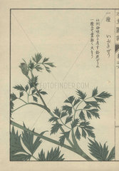 Leaves and fronds of carum. Carum halopetalum. Ibukiseri
