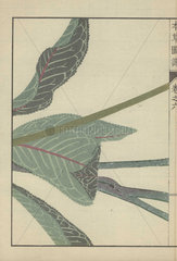 Inula helenium plant. Yellowhead. Mokkou.