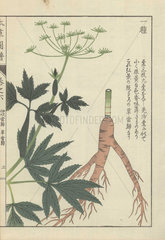 Japanese lovage. Ligusticum japonicum. Soutouki