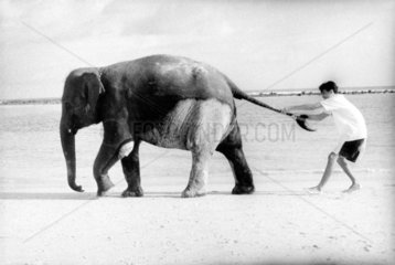 Elefant spielt mit Jungem