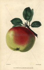 Ripe green and red fruit of the White Hawthornden Apple