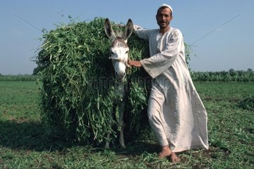Mann bei der Feldarbeit mit beladenem Esel