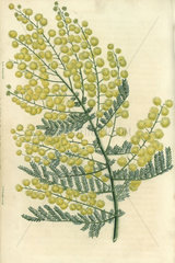 Yellow flowered hairy-stemmed acacia  Acacia pubescens